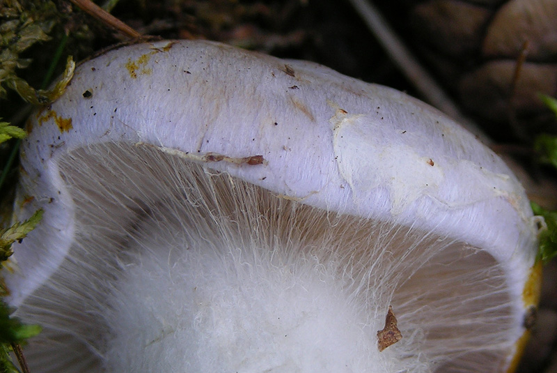 Cortinarius da determinare n� 01.